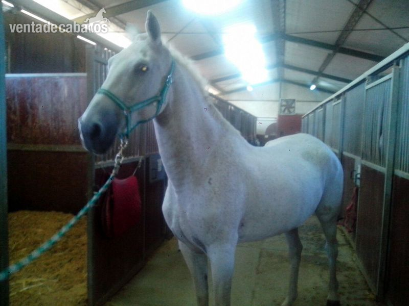 Hispano-Arabe {TYPE}