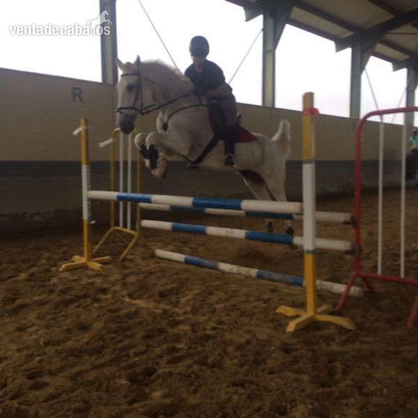 YEGUA HISPANOARABE TORDA PICASA - Caballo Hispano Árabe