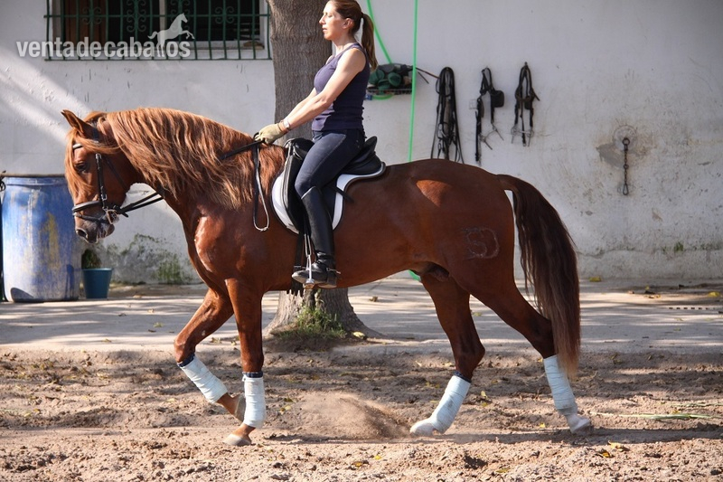 Caballos Pura Raza Española (P.R.E.) Pura Raza Española - PRE ALAZAN 4 AÑOS 