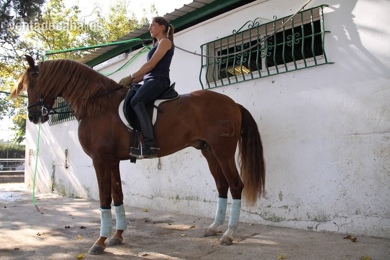 PRE ALAZAN 4 AÑOS  - Caballos Pura Raza Española (P.R.E.) Pura Raza Española