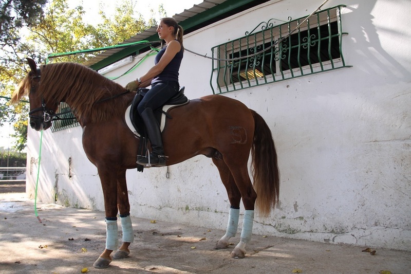 PRE ALAZAN 4 AÑOS  - Caballos Pura Raza Española (P.R.E.) Pura Raza Española