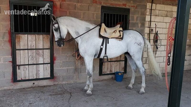 Caballo Pura  Raza Española  in 