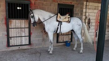 Caballo Pura  Raza Española 