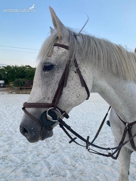 Caballo de salto CDE in 