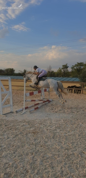 Caballo de Deporte Español (CDE)