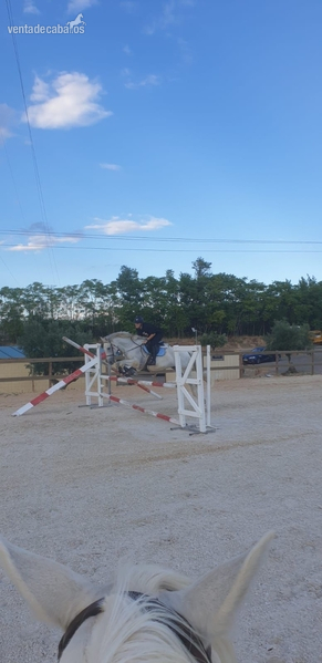 Caballo de Deporte Español (CDE) {TYPE}