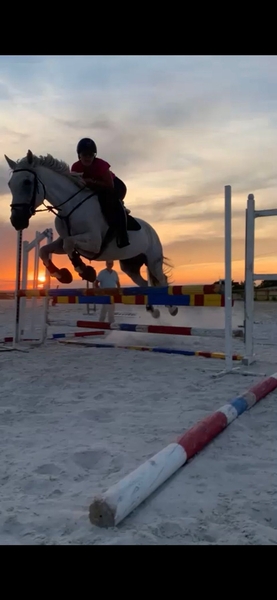 Caballos Capados Caballo de Deporte Español (CDE) - Caballo de salto CDE