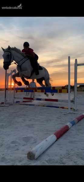 Caballos Capados Caballo de Deporte Español (CDE) - Caballo de salto CDE