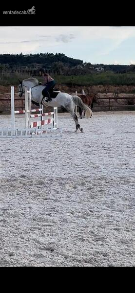 Caballo de salto CDE - Caballos Capados Caballo de Deporte Español (CDE)