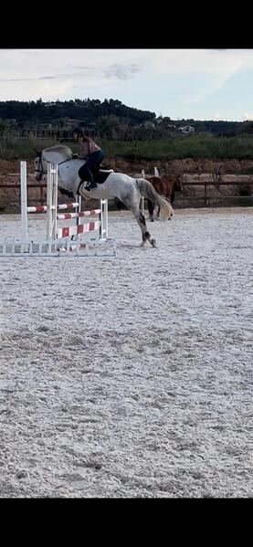 Caballo de salto CDE - Caballos Capados Caballo de Deporte Español (CDE)