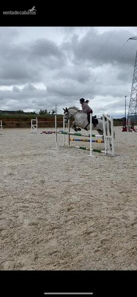 Caballo de salto CDE - Caballo de Deporte Español (CDE)