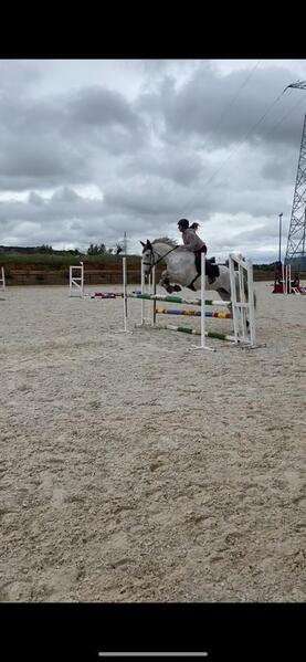 Caballo de salto CDE - Caballo de Deporte Español (CDE)