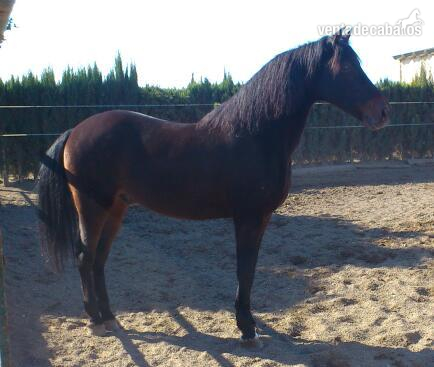 muy buen caballo  in 