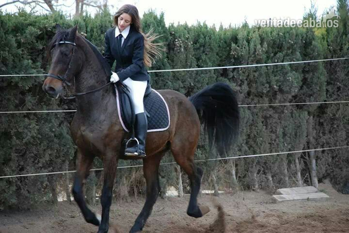 Hispano-Arabe