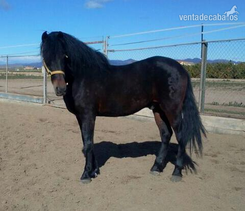 Caballos Capados Hispano-Arabe - muy buen caballo 