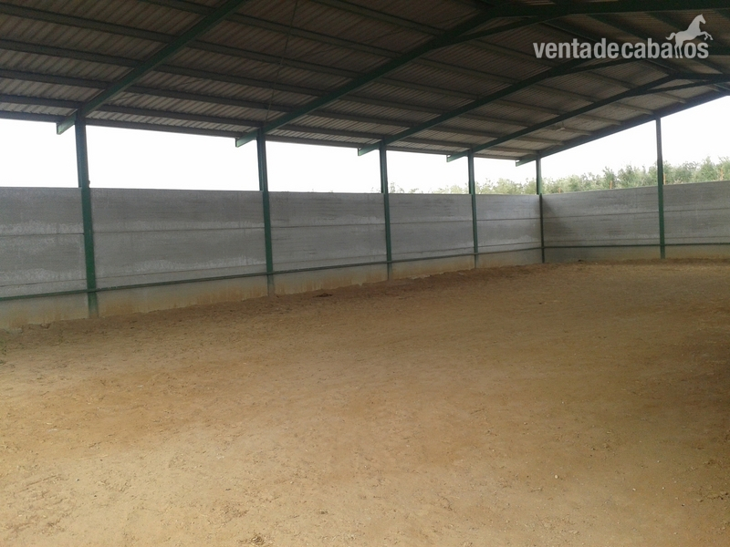 Finca Hípica en A-360 a 35 min.de Sevilla - Finca ecuestre in Morón de la Frontera