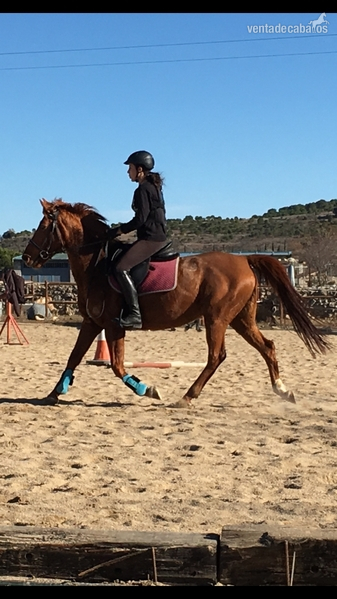 Hispano-Arabe