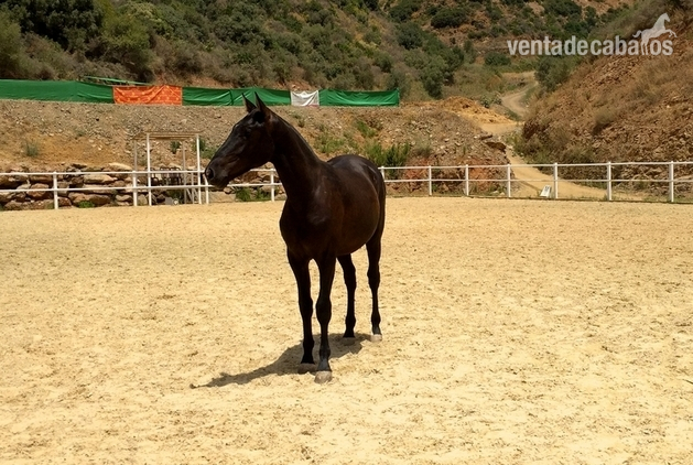 Potro P.R.E - REY DE MONTEMARINA in 