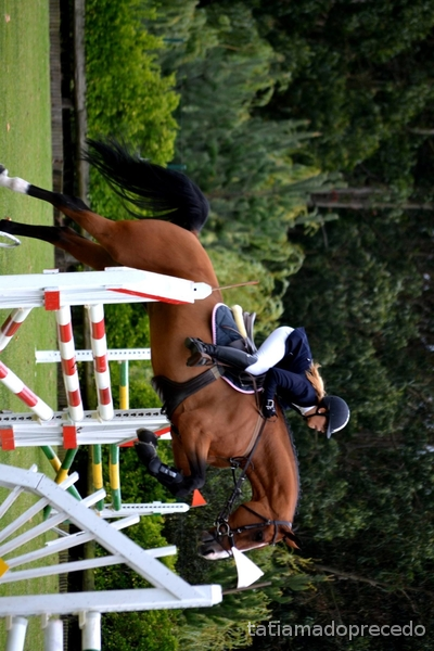 Caballo de salto CDE in 