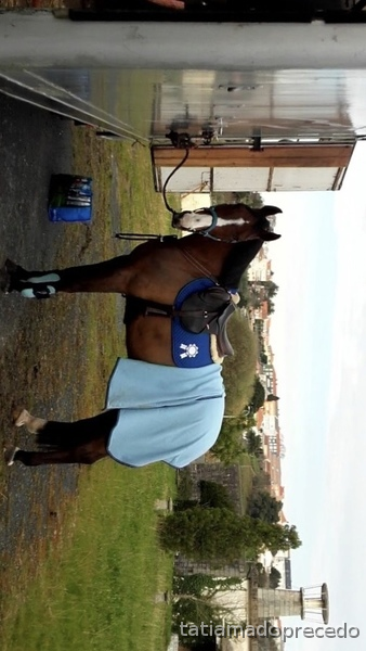 Caballos Capados Caballo de Deporte Español (CDE) - Caballo de salto CDE