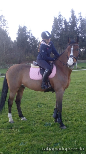 Caballo de salto CDE - Caballos Capados Caballo de Deporte Español (CDE)