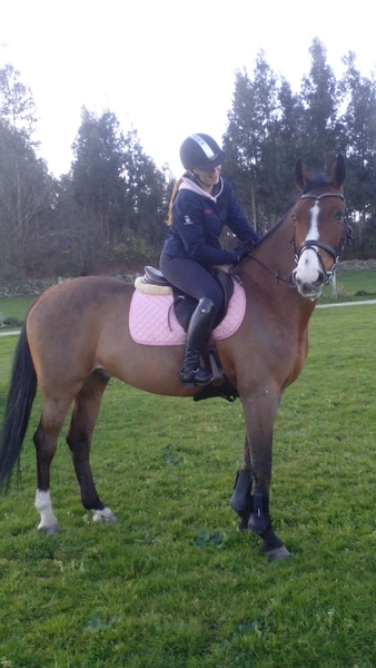 Caballo de salto CDE - Caballos Capados Caballo de Deporte Español (CDE)