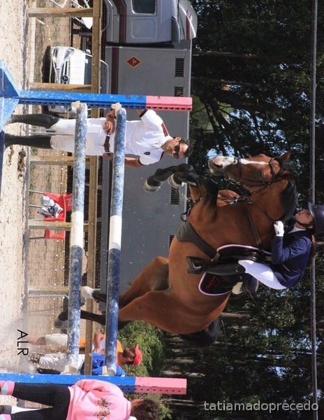 Caballo de salto CDE - Caballo de Deporte Español (CDE)