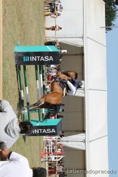 Caballo de salto CDE - Caballos Capados