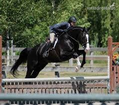 Holstien {TYPE}
