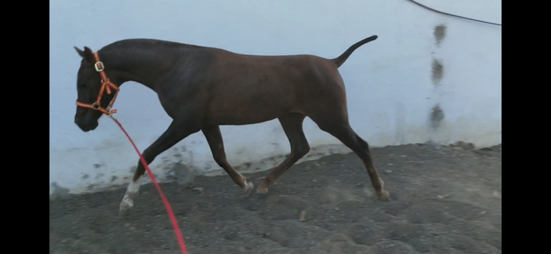 Hispano árabe 50%