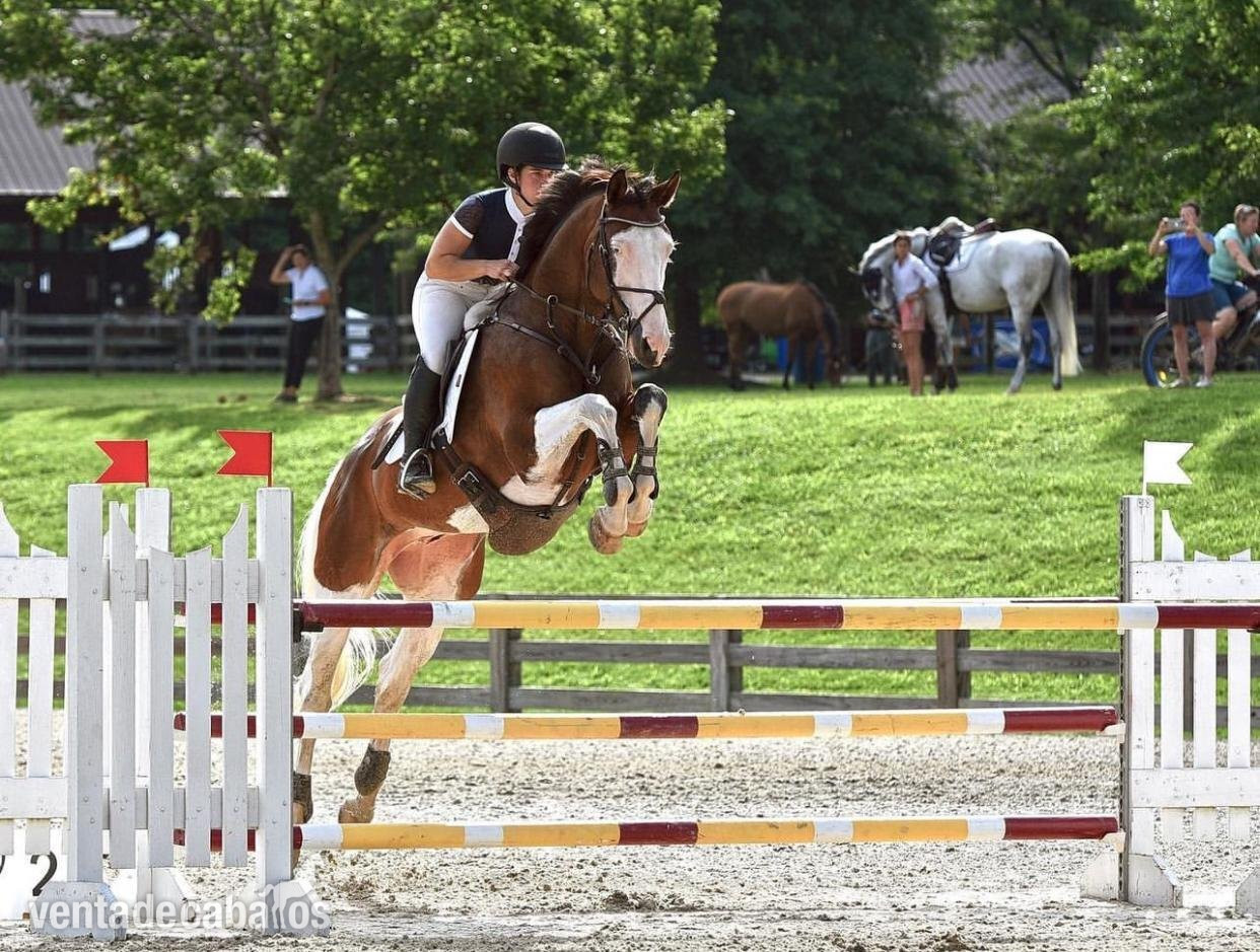 Caballo castrado Holsteiner tobiano súper encantador en venta por 8.000€ in 