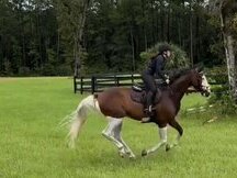 Caballo castrado Holsteiner tobiano súper encantador en venta por 8.000€