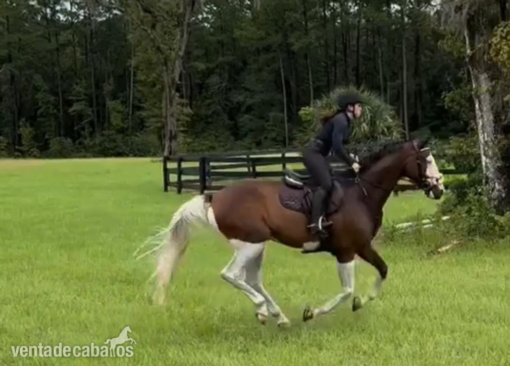 Caballos Capados EMPTY - Caballo castrado Holsteiner tobiano súper encantador en venta por 8.000€