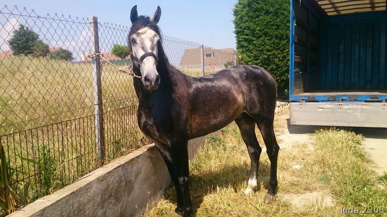 Caballo PRE tordo, buena carta, 6 años in 