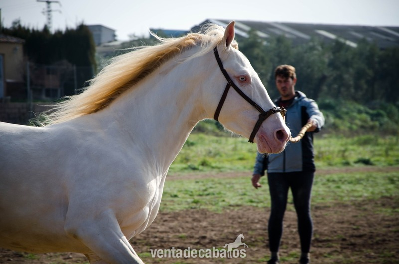  Caballo Albino Semental in 