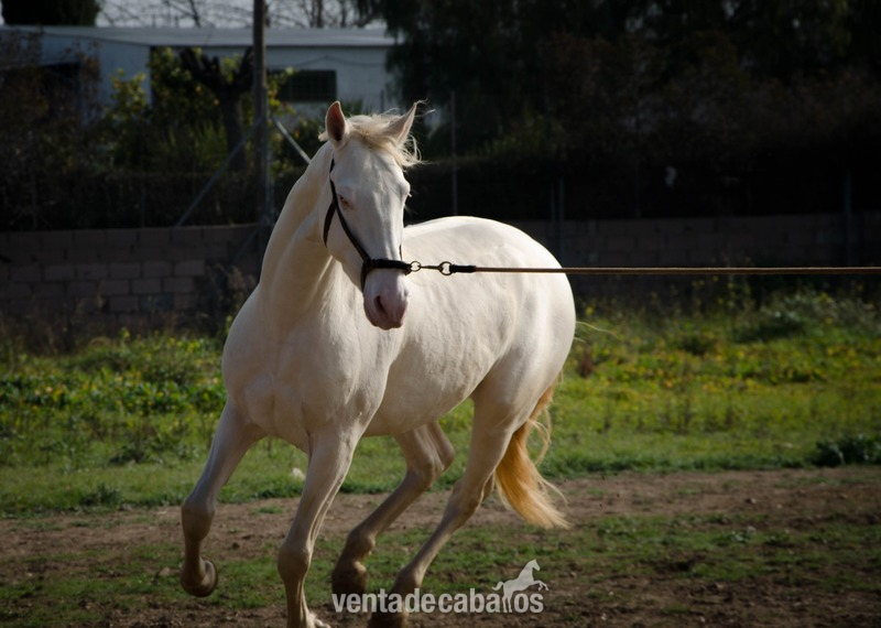 Lusitano