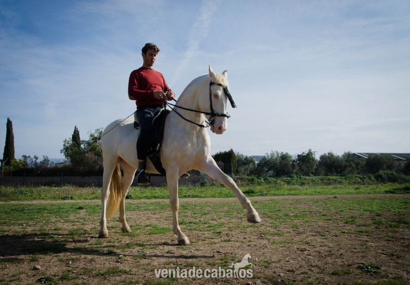 Lusitano {TYPE}