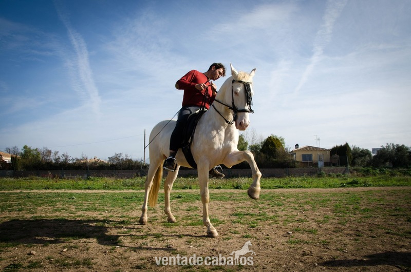 Caballos Enteros Lusitano -  Caballo Albino Semental