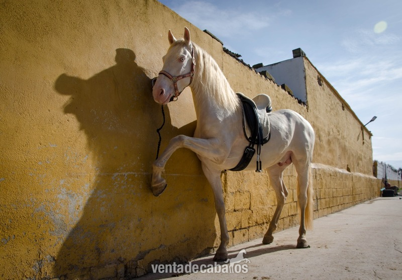  Caballo Albino Semental - Caballos Enteros Lusitano