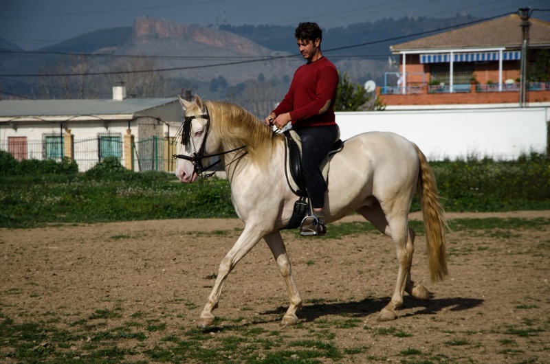 Caballo Albino Semental - Lusitano