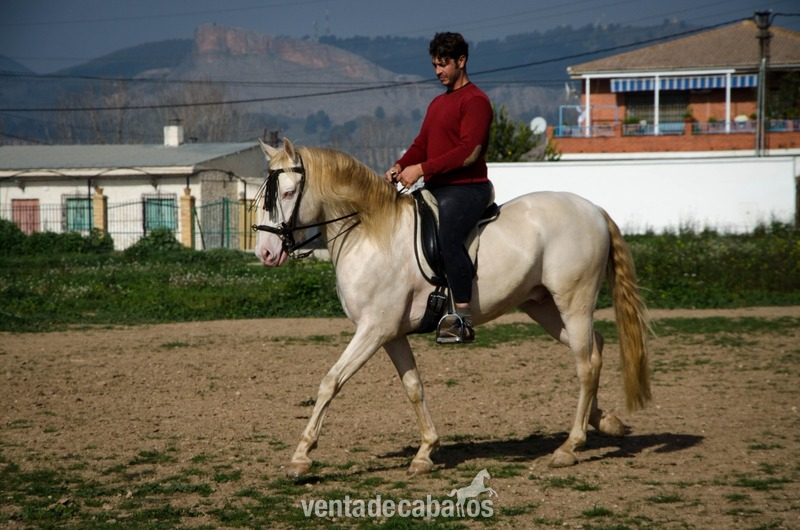  Caballo Albino Semental - Lusitano