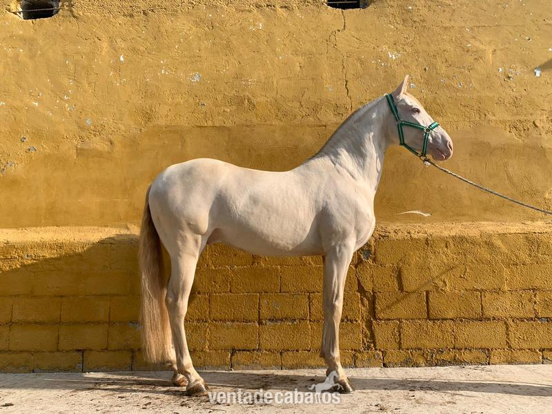  Caballo Albino Semental - Caballos Enteros