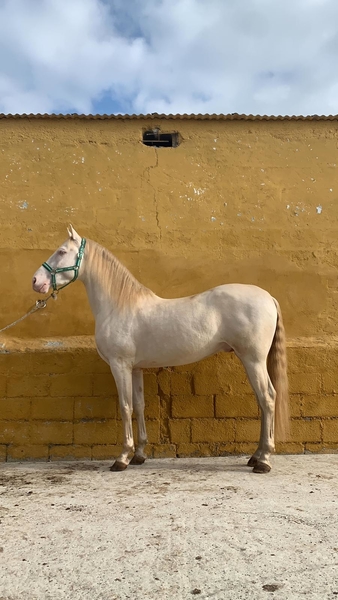  Caballo Albino Semental