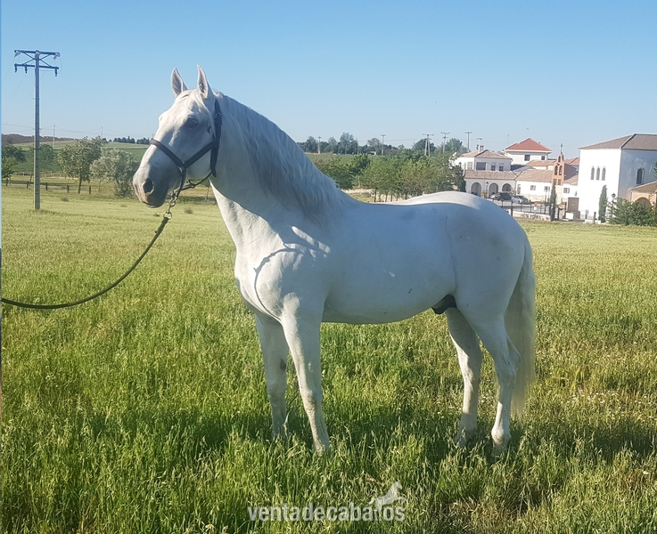CABALLO LUSITANO ENTERO in 