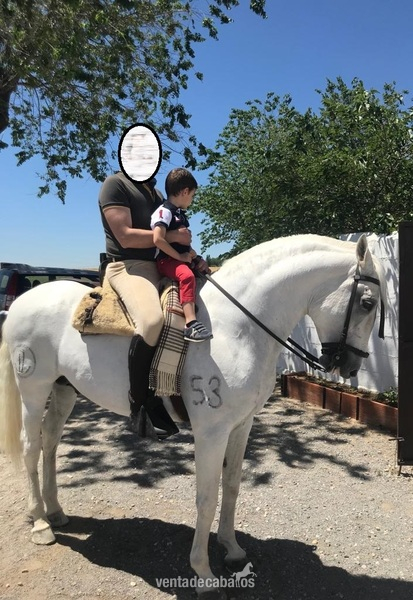 Lusitano
