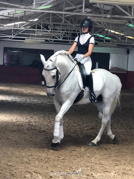 Caballos Enteros Lusitano - CABALLO LUSITANO ENTERO
