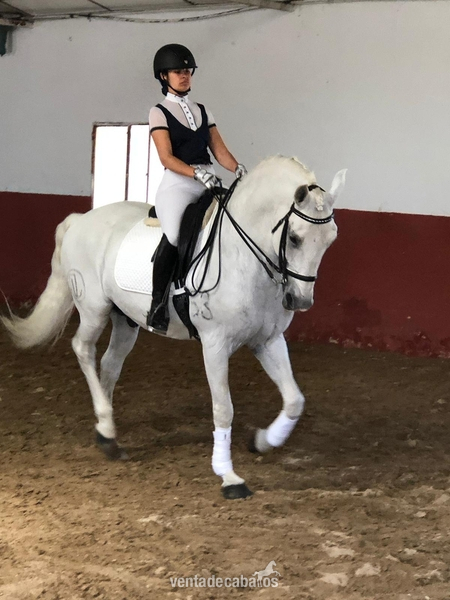 CABALLO LUSITANO ENTERO - Caballos Enteros Lusitano