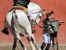 CABALLO LUSITANO ENTERO