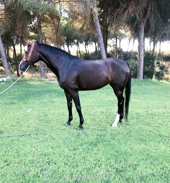Se vende Yegua CDE in 