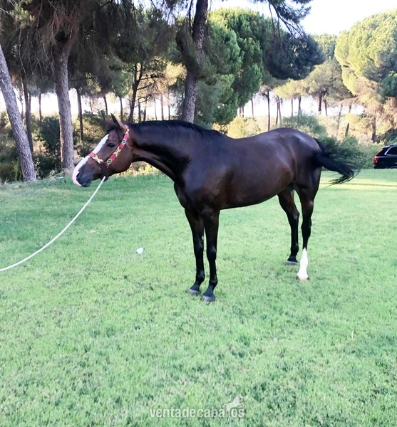 Busco/Cambio/Cedo Caballo CDE - Se vende Yegua CDE